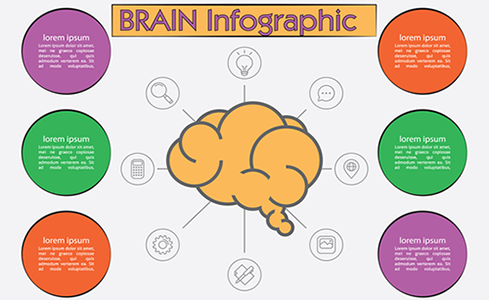 example of an infographic, an illustration of a brain in the middle surrounded circles with text and a series of icons