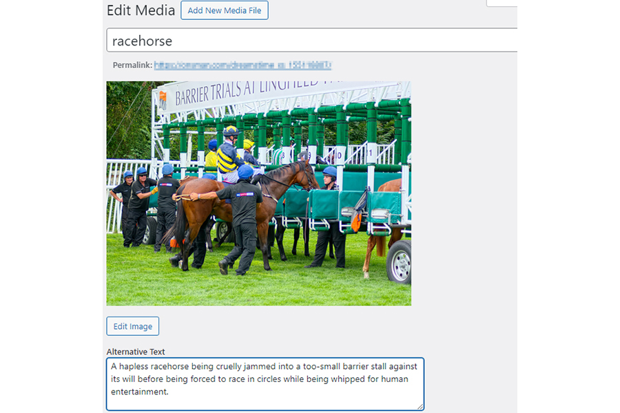 Racehorse entering a barrier stall