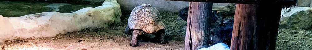 a tortoise in an enclosure